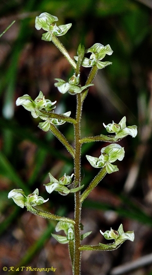 {Ponthieva racemosa}